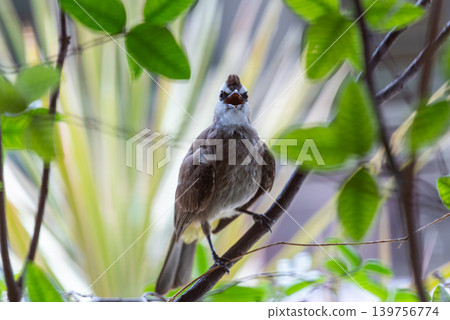 Yellow vented bulbul Pycnonotus goiavier perched on branch open beak among green leaves in tropical natural habitat 139756774