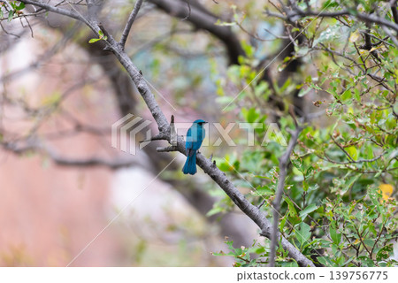 Verditer flycatcher perched on tree branch in natural forest habitat showing vibrant blue plumage wild bird behavior 139756775