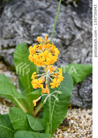 Primula bulleyana Primula bulleyana 139756943