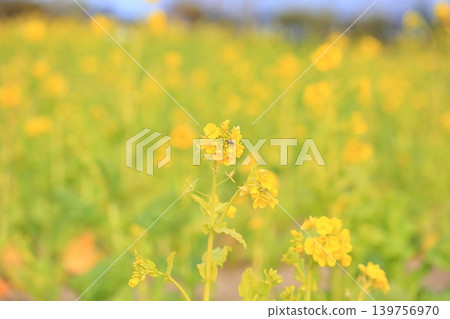 油菜花(神崎花)盛開 油菜花(神崎花)盛開 139756970