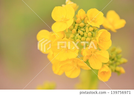 油菜花(神崎花)盛開 油菜花(神崎花)盛開 139756971