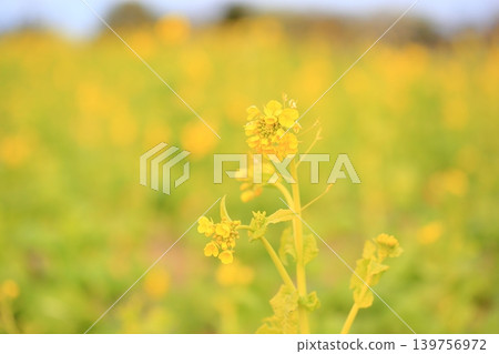 油菜花(神崎花)盛開 油菜花(神崎花)盛開 139756972