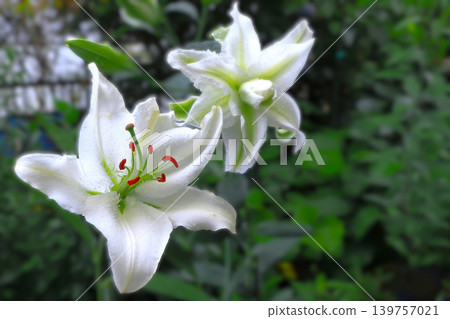 雨季裡，美麗的卡薩布蘭卡百合花，有單瓣的也有重瓣的，閃閃發光。 139757021