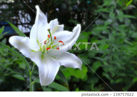 A beautiful Casablanca lily, wet with rain. A beautiful Casablanca lily, wet with rain. 139757022