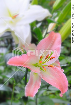 雨水浸濕的粉白相間的卡薩布蘭卡百合 雨水浸濕的粉白相間的卡薩布蘭卡百合 139757031