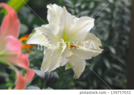 美麗的卡薩布蘭卡百合,有重瓣和單瓣兩種花型。 美麗的卡薩布蘭卡百合,有重瓣和單瓣兩種花型。 139757032