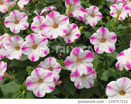矮牽牛花生命週期的照片 矮牽牛花生命週期的照片 139757232
