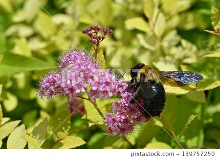 Carpenter bee Carpenter bee 139757250