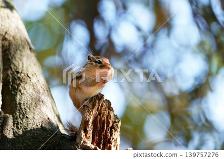 A chipmunk with its cheeks full of food - Hokkaido A chipmunk with its cheeks full of food - Hokkaido 139757276