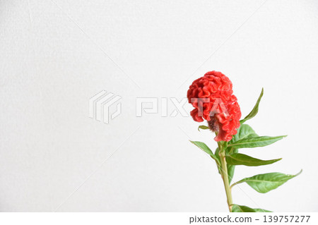 Red Keito Red Keito 139757277