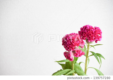 Pink celosia 139757280