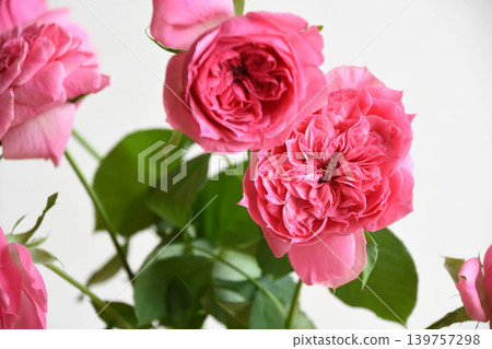 Pink roses Pink roses 139757298