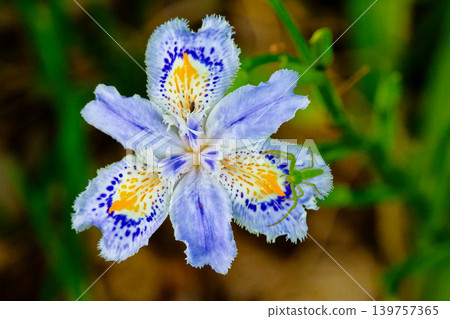 Irraceae shiga花 139757365