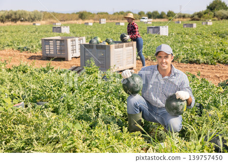 Man gathering ripe watermelons on plantation 139757450