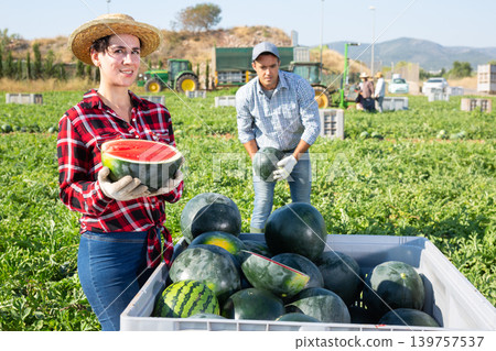 Woman gathering ripe watermelons on plantation Woman gathering ripe watermelons on plantation 139757537