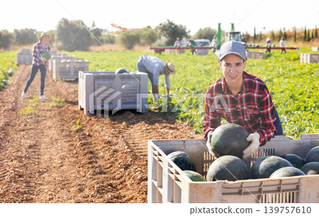 Woman harvesting watermelons on fruit farm Woman harvesting watermelons on fruit farm 139757610