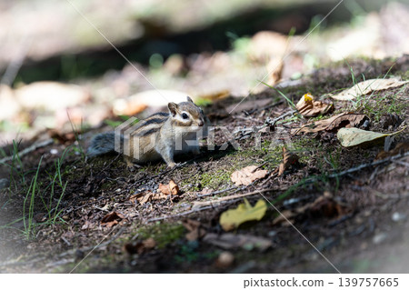 Summer for the Ezo Chipmunk 139757665