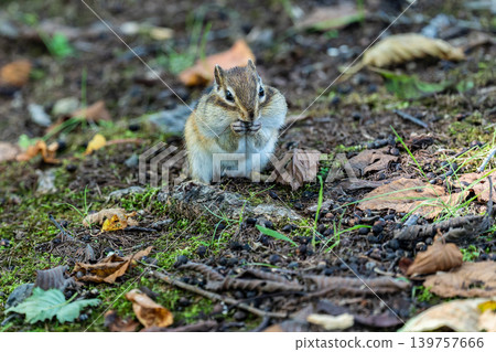 Summer for the Ezo Chipmunk 139757666
