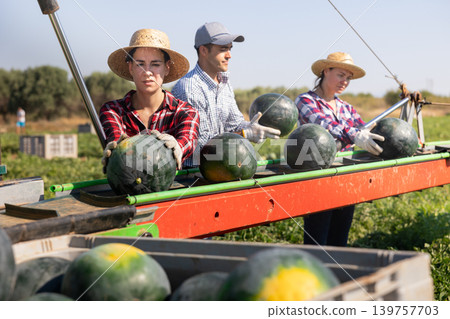 Team of professional farmers working on modern harvesting platform on field, picking watermelons Team of professional farmers working on modern harvesting platform on field, picking watermelons 139757703