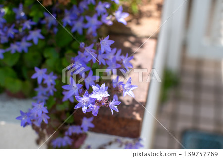美麗的藍風鈴草 美麗的藍風鈴草 139757769