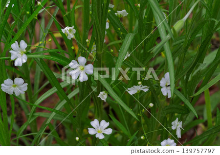 山地沙參(Arenaria montana)是康乃馨科植物,原產於比利牛斯山脈。 山地沙參(Arenaria montana)是康乃馨科植物,原產於比利牛斯山脈。 139757797