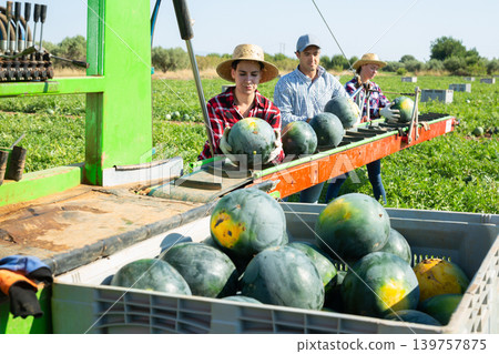 Three workers sorting fresh watermelons at outdoor conveyor Three workers sorting fresh watermelons at outdoor conveyor 139757875