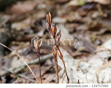 Mycoheterotrophic plant, Orchidaceae, Enshuumyouran Mycoheterotrophic plant, Orchidaceae, Enshuumyouran 139757900