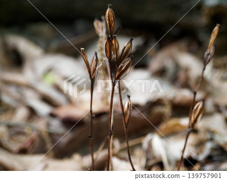 Mycoheterotrophic plant, Orchidaceae, Enshuumyouran Mycoheterotrophic plant, Orchidaceae, Enshuumyouran 139757901