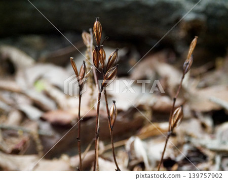 Mycoheterotrophic plant, Orchidaceae, Enshuumyouran Mycoheterotrophic plant, Orchidaceae, Enshuumyouran 139757902