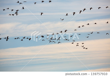 Flight of migrating cranes in cloud sky 139757910