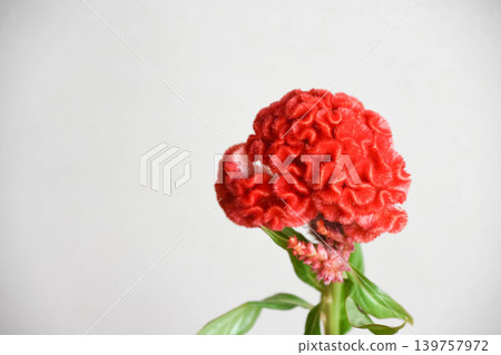 紅色基多 紅色基多 139757972