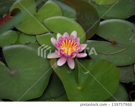 [Spring in Full Bloom] Red water lily flowers 139757988