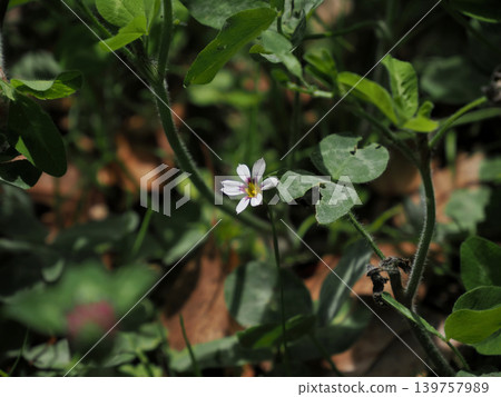 [Spring in Full Bloom] Blue-eyed Grass (Sisyrinchium angustifolium) 139757989