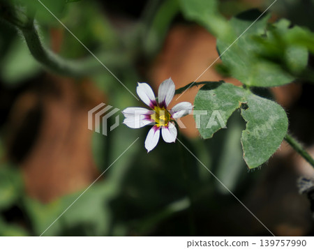 [Spring in Full Bloom] Blue-eyed Grass (Sisyrinchium angustifolium) 139757990