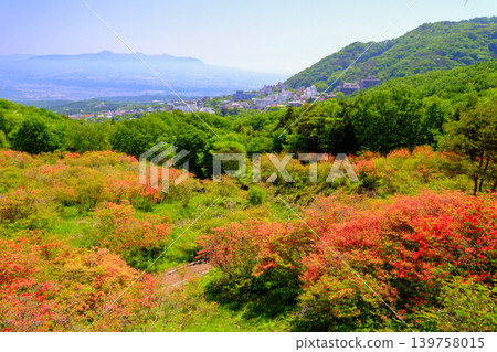 Mountain azaleas in bloom at Nagamine Park Mountain azaleas in bloom at Nagamine Park 139758015