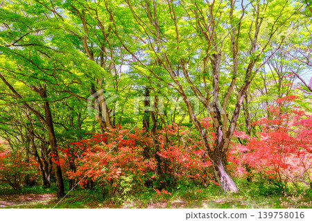 Fresh green and mountain azalea Fresh green and mountain azalea 139758016