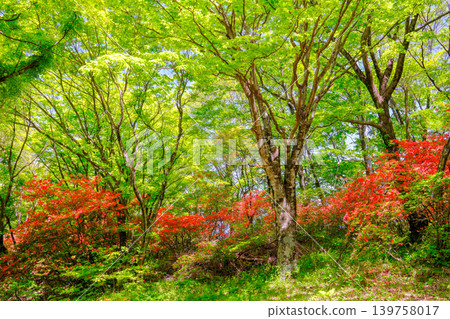 New green and azalea New green and azalea 139758017