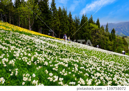 高原山坡上盛開的水仙花 高原山坡上盛開的水仙花 139758072
