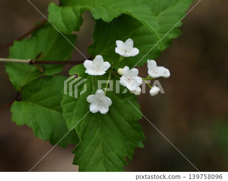 White flowers of Viburnum dilatatum blooming on the spring hillsides White flowers of Viburnum dilatatum blooming on the spring hillsides 139758096