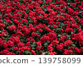 Group of red flowering Begonia flowers. Begonias are one of our most popular plants, Typically used as houseplants and in shaded summer beds. 139758099