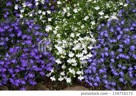 The small flowers of the "Lobelia" flutter like butterflies. 139758173