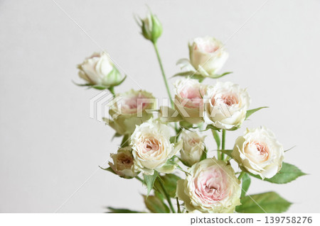 草莓Millefeuille 草莓Millefeuille 139758276