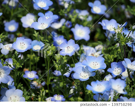 [Spring in Full Bloom] Nemophila (Blue Flower) 139758298