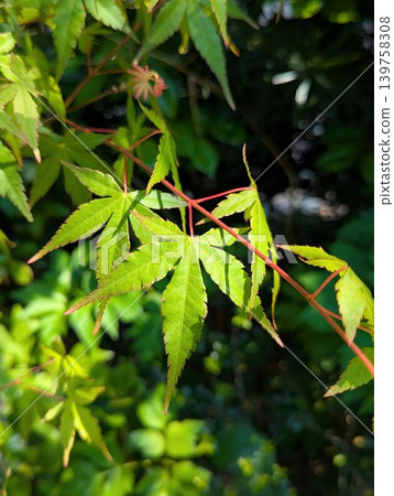 The translucent, shining green maple leaves in the garden The translucent, shining green maple leaves in the garden 139758308