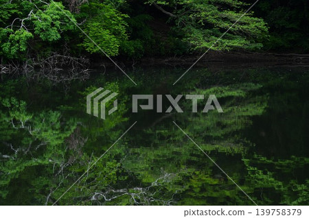 新鮮的綠色反射在水的表面上 新鮮的綠色反射在水的表面上 139758379