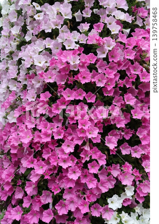 盛開的艷麗矮牽牛(surfinia)。 盛開的艷麗矮牽牛(surfinia)。 139758468