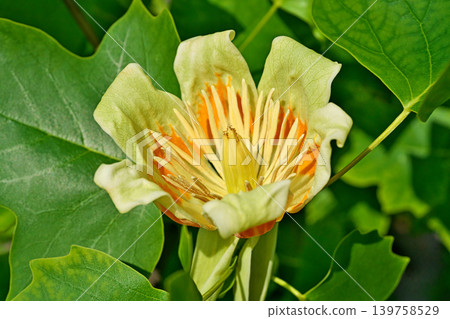 紅色和黃色的鬱金香樹花（春季，五月） 139758529