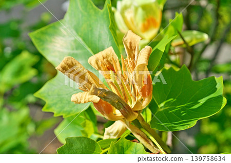 鬱金香樹的花朵開始凋謝(春季,五月) 鬱金香樹的花朵開始凋謝(春季,五月) 139758634