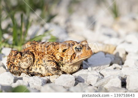 American toad 139758643