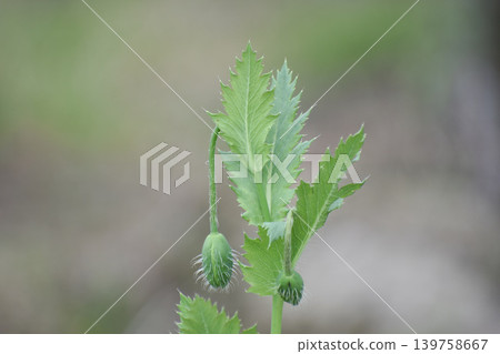Poppy buds and leaves Poppy buds and leaves 139758667